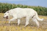 IRISH WOLFHOUND 085